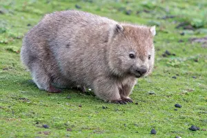 Vombatus: Common Wombat female adult with pouch young moving