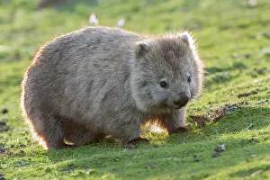 Vombatus: Common Wombat female adult with pouch young moving
