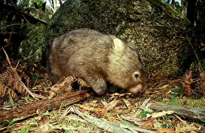 Vombatus: Common Wombat - foraging beside boulder