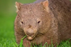 Vombatus: Common Wombat - frontal portrait of an adult feeding