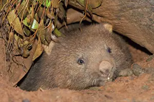 Vombatus: Common Wombat juvenile emerging from burrow