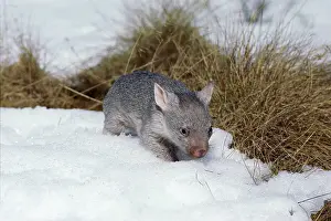 Vombatus: Common Wombat - Juvenile in snow