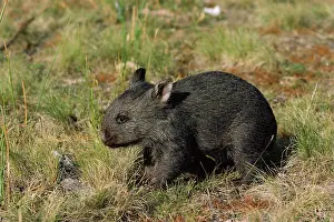 Vombatus: Common Wombat - about three months old