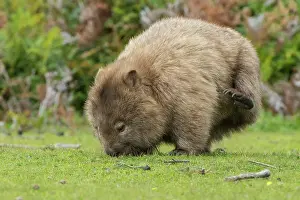 Vombatus: Common Wombat scratching