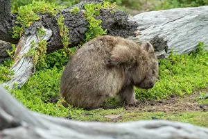 Vombatus: Common Wombat scratching