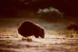 Tasmania: Common WOMBAT - sniffing ground