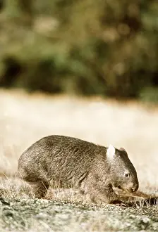 Scrub: Common WOMBAT - side view, in scrub