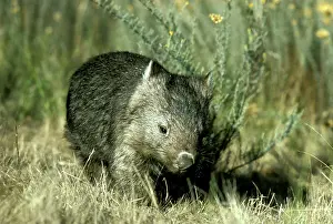 Vombatus: Common wombat (Vombatus ursinus). Kosciuszko National