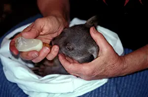 Vombatus: Common wombat (Vombatus ursinus) baby in the hands