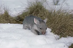 Vombatus: Common wombat (Vombatus ursinus) juvenile, in snow