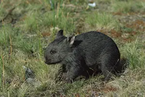 Vombatus: Common wombat (Vombatus ursinus) about three months