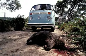 Roadkill: Common wombat (Vombatus ursinus) road kill