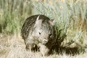 Scrub: Common WOMBAT - walking in scrub