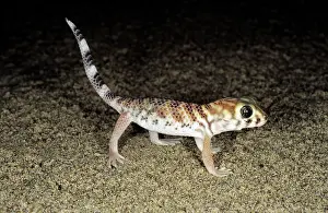 Kara: Common Wonder / Frog-eyed Gecko