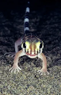 Kara: Common Wonder / Frog-eyed Gecko