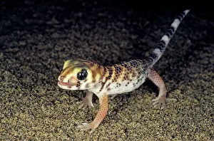 Kara: Common Wonder Gecko / Frog-eyed Gecko - looks