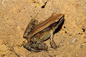 Ceylon: Common Wood Frog