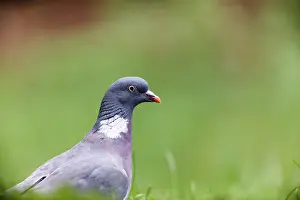 Palumbus: Common Wood-pigeon