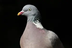 Patch: Common Wood-pigeon