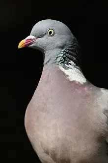 Columba: Common Wood-pigeon