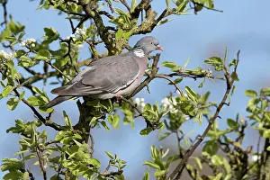 Columba: Common Wood-pigeon