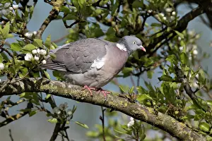 Columba: Common Wood-pigeon