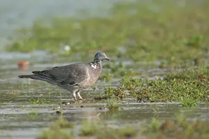 Columba: Common Wood-pigeon