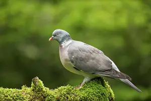 Columba: Common Wood-pigeon