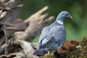 Bretagne: COMMON WOOD PIGEON