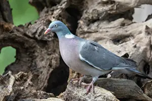 Bretagne: COMMON WOOD PIGEON