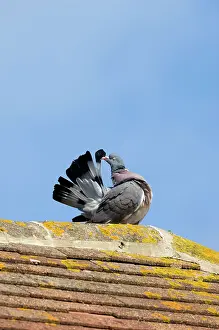 Grooms: Common Wood Pigeon - adult - grooms on top of a