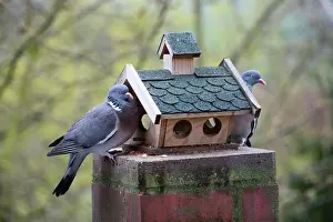 Columba: Common Wood Pigeon, two birds at feeding station