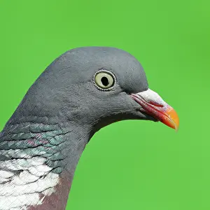 Columba: Common wood pigeon (Columba palumbus), animal portrait
