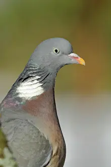 Columba: Common wood pigeon (Columba palumbus), animal portrait
