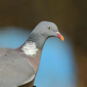 Columba: Common wood pigeon (Columba palumbus), animal portrait