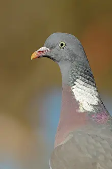 Columba: Common wood pigeon (Columba palumbus), animal portrait