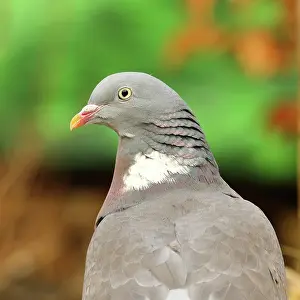 Columba: Common wood pigeon (Columba palumbus), animal portrait