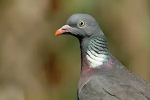 Columba: Common wood pigeon (Columba palumbus), animal portrait