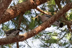 Tuscany: Common wood pigeon (Columba palumbus)