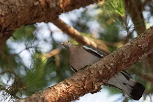 Tuscany: Common wood pigeon (Columba palumbus)