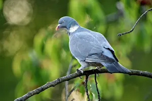 Columba: Common wood pigeon (Columba palumbus), adult bird