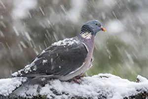 Weathered: Common wood pigeon (Columba palumbus) perched in