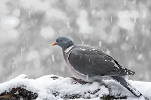 Weathered: Common wood pigeon (Columba palumbus) perched in