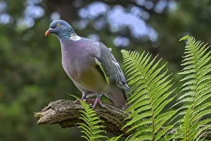 Pigeons: Common wood pigeon (Columba palumbus) perched on tree branch with ferns in forest