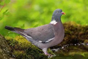 Columba: Common wood pigeon (Columba palumbus) at the water
