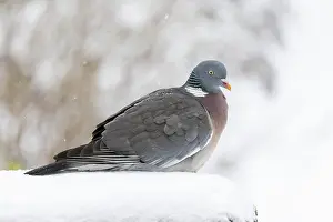 Columba: Common wood pigeon (Columba palumbus), in winter