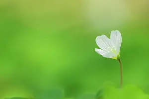 Sorrel: Common wood sorrel