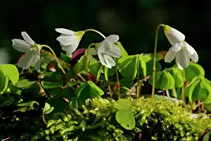 Oxalis: Common Wood Sorrel - in full bloom growing on moss-covered