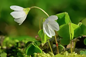 Oxalis: Common Wood Sorrel - in full bloom growing on moss-covered