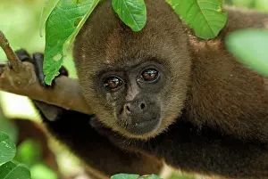 Lagotricha: Common Woolly Monkey